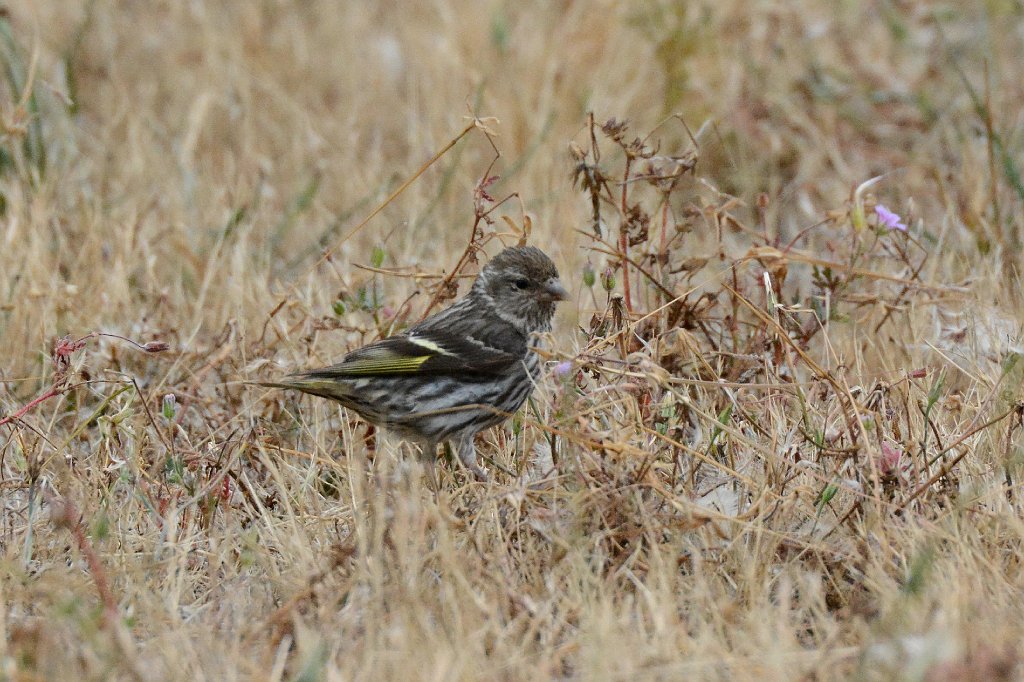 Finch, Pine Siskin, 2015-06142067 Point Reyes National Seashore, CA.JPG - Pne Siskin. Point Reyes National Seashore, CA,6-14-2015